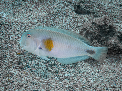 Iniistius celebicus observed 2023-09-15