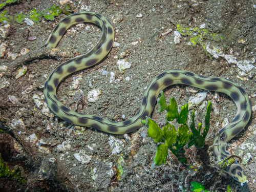 Magnifieke slangaal (Myrichthys magnificus) — Ophichthidae — 2