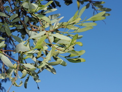 Amyema lucasii, photograph Thomas Mesaglio, CC BY, iNaturalist via GBIF
