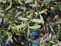 Amyema lucasii, photograph Thomas Mesaglio, CC BY, iNaturalist via GBIF