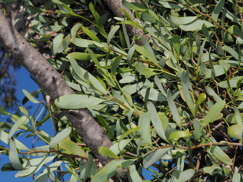 Amyema lucasii, photograph 5