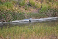 Trachemys venusta venusta