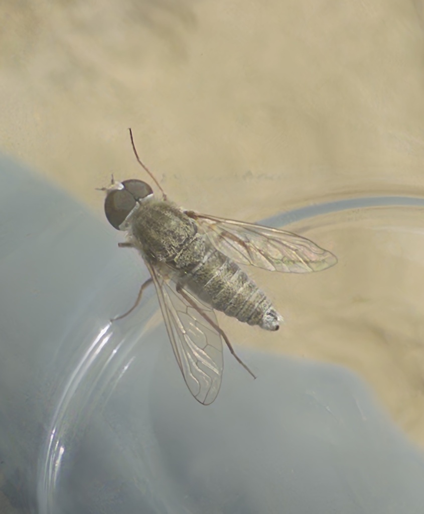 Aphoebantus paraborealis