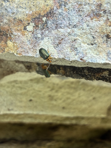 Xanthogaleruca aenescens
