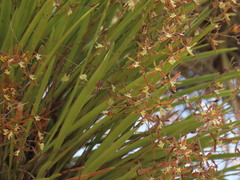 Encyclia nematocaulon