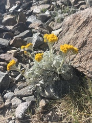 Jacobaea leucophylla