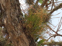 Encyclia nematocaulon