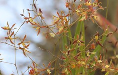 Encyclia nematocaulon