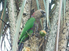 Deroptyus accipitrinus