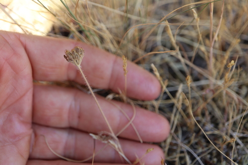 Daucus pusillus, photograph 6