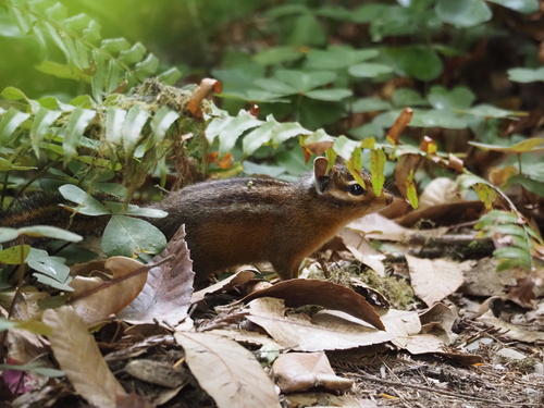 Siskiyou Chipmunk observed by spiderviking
