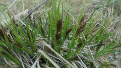 Carex cespitosa