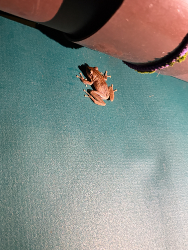 Eleutherodactylus coqui observed 2026-07-15