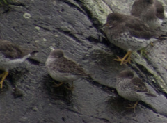 Calidris ptilocnemis