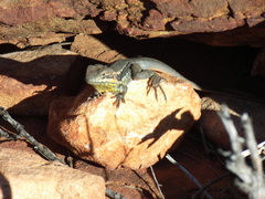 Ctenophorus modestus