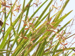Encyclia nematocaulon