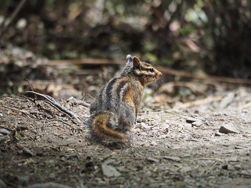 Siskiyou Chipmunk observed by spiderviking