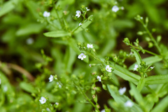 Veronica undulata