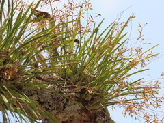Encyclia nematocaulon