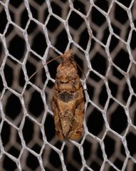 Lobesia transtrifera