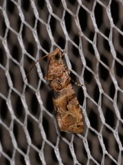 Lobesia transtrifera