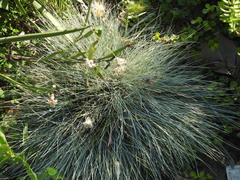 Festuca glauca