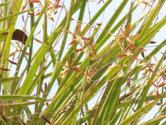 Encyclia nematocaulon