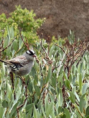 iNaturalist observation photo of White-crowned Sparrow