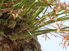 Encyclia nematocaulon
