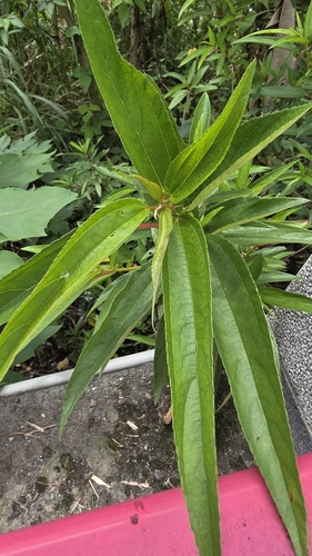 Boehmeria densiflora, photograph 4