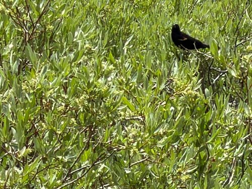 iNaturalist observation photo of Red-winged Blackbird