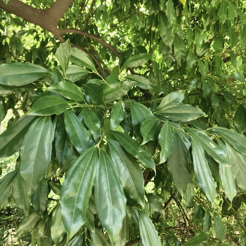 Cocculus laurifolius observed 2026-07-16