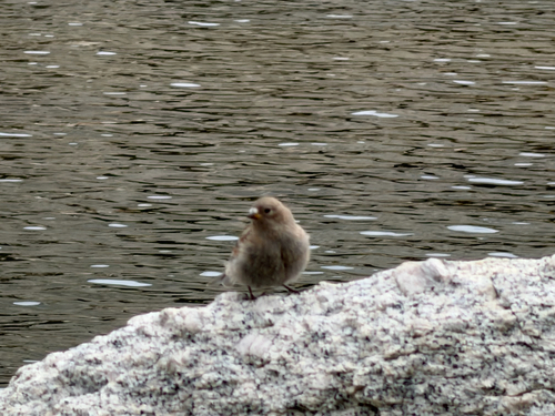 iNaturalist observation photo of Gray-crowned Rosy-Finch