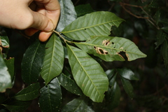Arytera divaricata, photograph (c) O.Neate, some rights reserved (CC BY-SA)