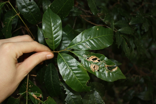 Arytera divaricata, photograph 4