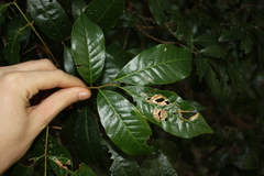 Arytera divaricata, photograph (c) O.Neate, some rights reserved (CC BY-SA)