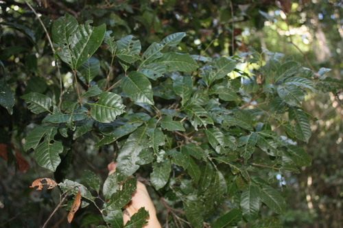 Arytera divaricata, photograph 3
