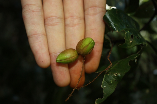 Arytera divaricata, photograph 6
