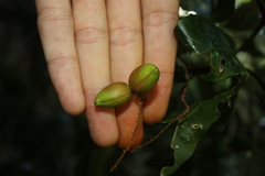 Arytera divaricata, photograph (c) O.Neate, some rights reserved (CC BY-SA)