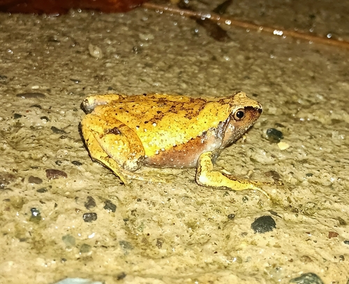 Luzon Narrow-mouthed Frog, Kaloula rigida