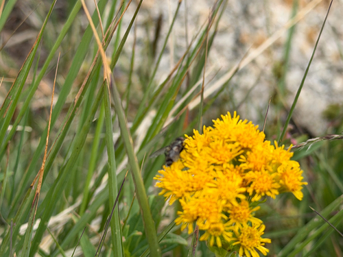 iNaturalist observation photo of Tachinid Flies