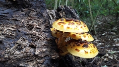 Pholiota glutinosa