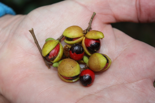 Arytera divaricata, photograph 2