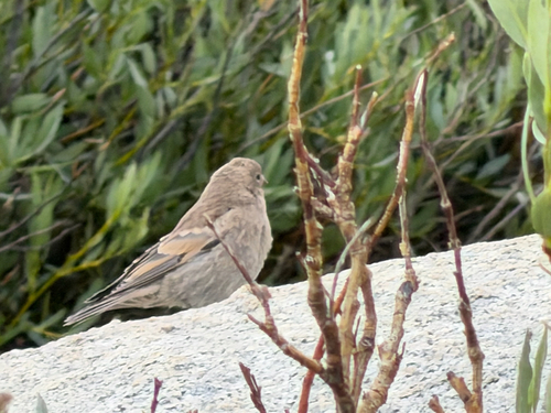 iNaturalist observation photo of Gray-crowned Rosy-Finch
