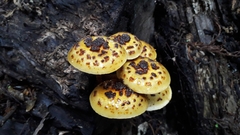 Pholiota glutinosa