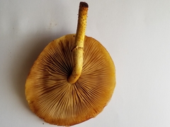 Pholiota glutinosa
