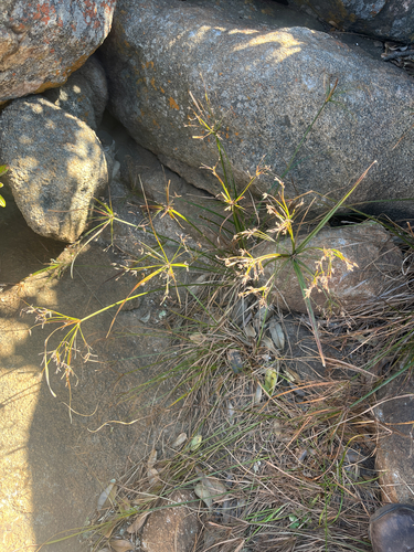 Cyperus leptocladus observed 2026-07-05