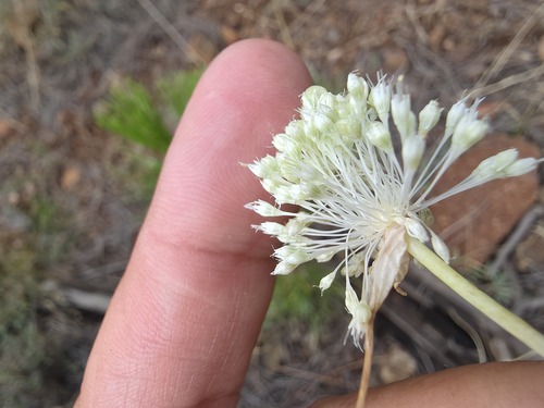 Allium myrianthum, photograph 2