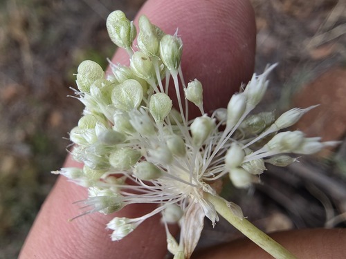 Allium myrianthum, photograph 3