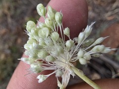 Allium myrianthum, photograph (c) Serdar Ölez, some rights reserved (CC BY-SA)